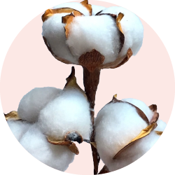 Cotton Products