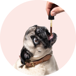 Dog Products