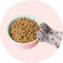 Pet Food