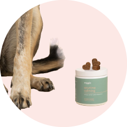 Pet Supplements