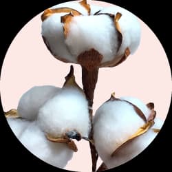 Cotton Products